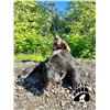Image 1 : MILLERS OUTDOORS: 5-Day Coastal Black Bear Hunt for One Hunter in Canada - Includes Trophy Fees