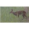 Image 2 : KEVIN DOWNER: 3-Day Muntjac & Chinese Water Deer Hunt for One in England - Includes Trophy Fees