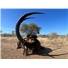 Image 1 : INKULU ADVENTURES: 7-Day Croc-Sable Hunt for Two Hunters/Two NHs in S. Africa - Includes Trophies