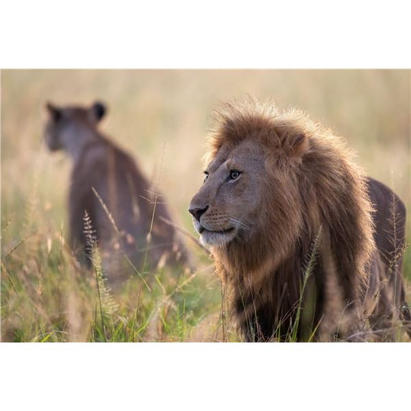 Original African Safari photo