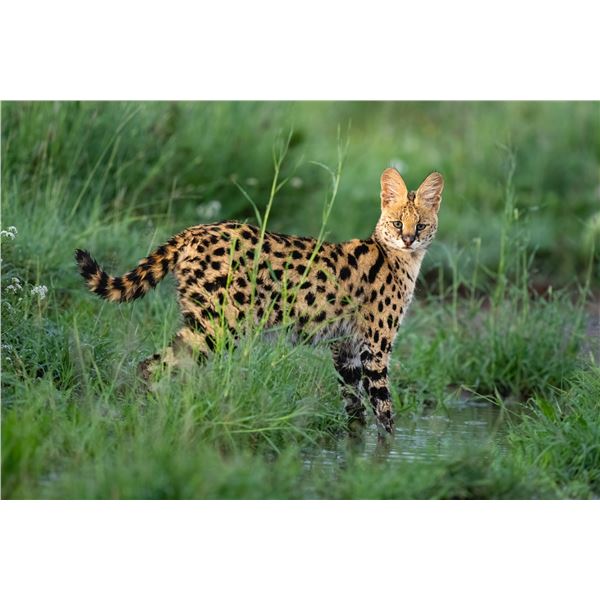 Original African Safari photo