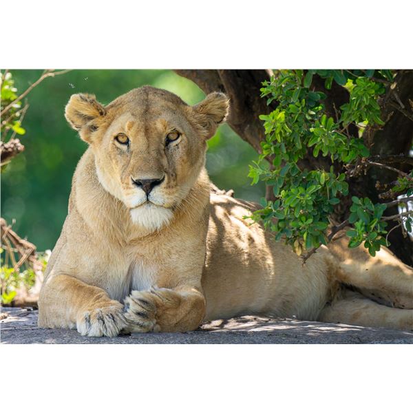 Original African Safari photo