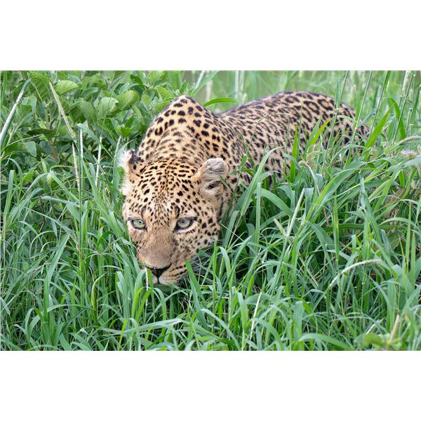 Original African Safari photo