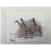 Image 1 : Sherry Steele signed Giraffes Postcard