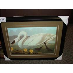 Framed Print Swan