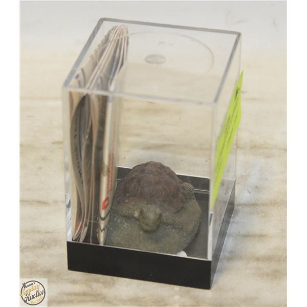 TURTLE TRINKET BOX ALSO SOLD WITH SMALL