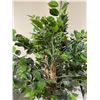 Image 3 : RS - Faux Ficus Tree in Woven Basket