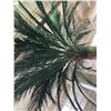 Image 2 : Large Decor Palm Tree (Approx. 13.5-14')