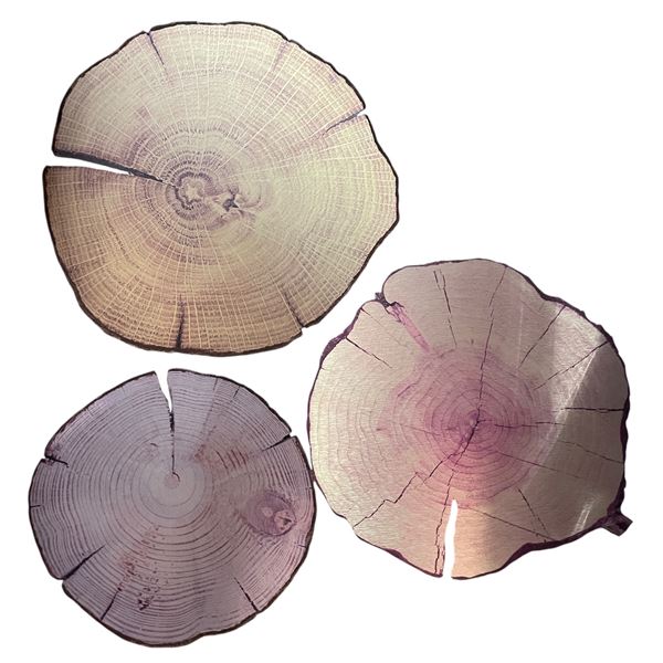 Set of 3 Tree-Ring Wall Art