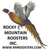 Image 1 : Rocky Mountain Roosters
