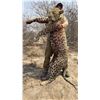 Image 20 : 15 Day Leopard Hunt over hounds at Nuanetsi Concession