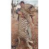 Image 22 : 15 Day Leopard Hunt over hounds at Nuanetsi Concession