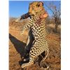 Image 2 : 15 Day Leopard Hunt over hounds at Nuanetsi Concession