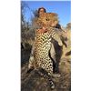 Image 32 : 15 Day Leopard Hunt over hounds at Nuanetsi Concession