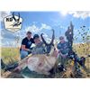 Image 4 : KD Outfitters 3 Day guided archery antelope hunt