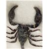Image 2 : Framed Taxidermy Scorpion