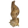 Image 3 : Vintage Hand Made Seashell Table Lamp