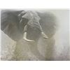 Image 2 : Robert Bateman "Tembo" Ltd, Edition Print in Folio