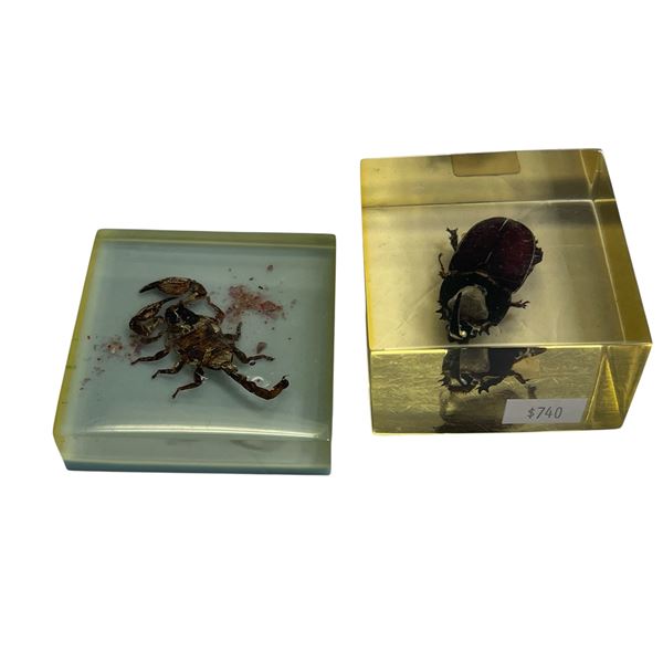 2x Taxidermy Bugs In Lucite: Horned Beattle & Scorpion
