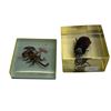 Image 1 : 2x Taxidermy Bugs In Lucite: Horned Beattle & Scorpion