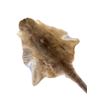 Image 2 : Vintage Kangaroo Pelt