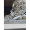 Image 2 : Snow Leopard Print in Frame by Robert Bateman - 19" x 31"