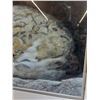 Image 4 : Snow Leopard Print in Frame by Robert Bateman - 19" x 31"