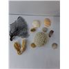 Image 3 : Lot of Seashells in Large Tin 4" x 9" x 12"