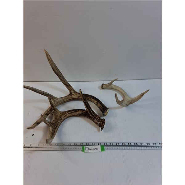 (3) Deer Antlers