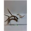 Image 1 : (3) Deer Antlers