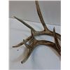 Image 2 : (3) Deer Antlers