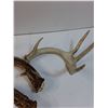Image 3 : (3) Deer Antlers