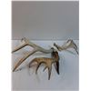 Image 4 : (3) Deer Antlers