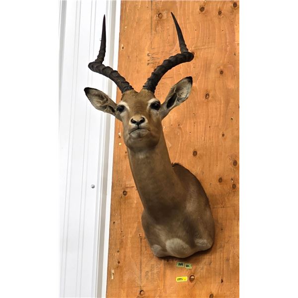 Taxidermy Mount : Impala : From African Safari (2009) (Total Measures : 37"H x 16"W x 22"D)