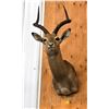 Image 1 : Taxidermy Mount : Impala : From African Safari (2009) (Total Measures : 37"H x 16"W x 22"D)