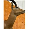 Image 2 : Taxidermy Mount : Impala : From African Safari (2009) (Total Measures : 37"H x 16"W x 22"D)