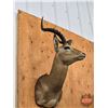 Image 8 : Taxidermy Mount : Impala : From African Safari (2009) (Total Measures : 37"H x 16"W x 22"D)