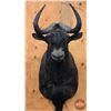 Image 1 : Taxidermy Mount : Black Wilderbeast : From African Safari (2009) (Total Measures : 35"H x 20"W x 31