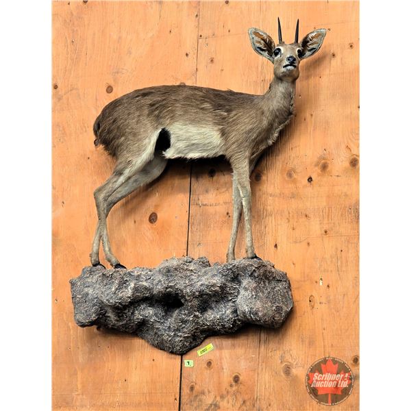 Taxidermy Mount : Steinbok with Rock Mount : From African Safari (2009) (Total Measures : 34"H x 26"