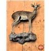 Image 1 : Taxidermy Mount : Steinbok with Rock Mount : From African Safari (2009) (Total Measures : 34"H x 26"