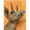Image 3 : Taxidermy Mount : Steinbok with Rock Mount : From African Safari (2009) (Total Measures : 34"H x 26"