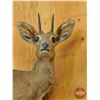 Image 8 : Taxidermy Mount : Steinbok with Rock Mount : From African Safari (2009) (Total Measures : 34"H x 26"