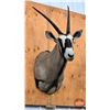Image 1 : Taxidermy Mount : Gemsbok : From African Safari (2009) (Total Measures : 55"H x 20"W x 31"D)