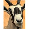 Image 2 : Taxidermy Mount : Gemsbok : From African Safari (2009) (Total Measures : 55"H x 20"W x 31"D)