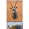 Image 3 : Taxidermy Mount : Gemsbok : From African Safari (2009) (Total Measures : 55"H x 20"W x 31"D)