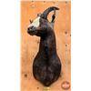 Image 1 : Taxidermy Mount : Blesbok : From African Safari (2009) (Total Measures : 36"H x 13"W x 18"D)