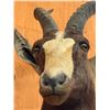 Image 2 : Taxidermy Mount : Blesbok : From African Safari (2009) (Total Measures : 36"H x 13"W x 18"D)