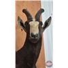 Image 8 : Taxidermy Mount : Blesbok : From African Safari (2009) (Total Measures : 36"H x 13"W x 18"D)