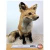 Image 1 : Taxidermy Mount : Red Fox : From African Safari (2009) (Total Measures : 18"H x 14"W x 22"D)