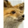 Image 2 : Taxidermy Mount : Red Fox : From African Safari (2009) (Total Measures : 18"H x 14"W x 22"D)